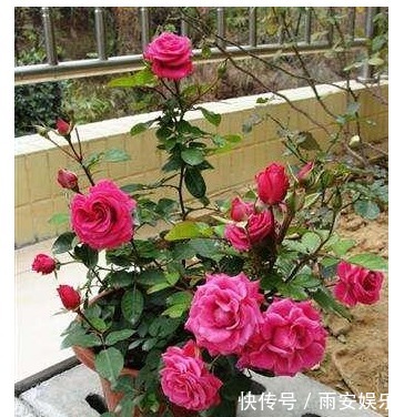 营养物质|以下“神仙水”给月季喝一点,叶子绿油油、花苞挂满枝!