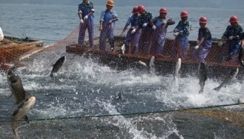 在河里放置铁栏栅,经过的鱼都被拦了下来,看的人都眼红了