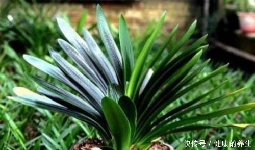 夏天养君子兰,记住“两不能”,养成好状态,入秋就开花!