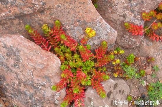 野外4种“野盆栽”，随便挖回家一棵，漂亮无比，省下买花钱