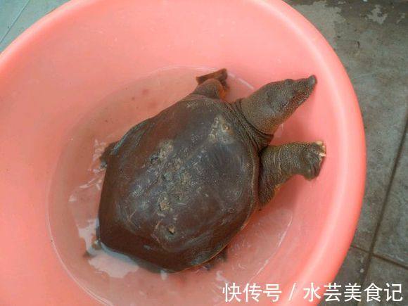 甲鱼|稀有五斤野生大甲鱼被钓起,可无人愿吃,只因背上有四个孔