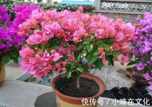 三角梅不开花怎么办1个小方法,花蕾钻出来,一个月就开花!