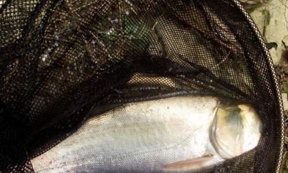 钓3-5公斤的大鱼,根据3点选择鱼钩,跑鱼少收获好