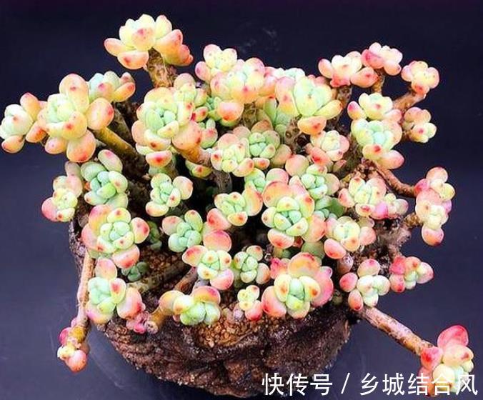 自带香味的多肉植物,3件事做不好,难怪选对品种也闻不到香味