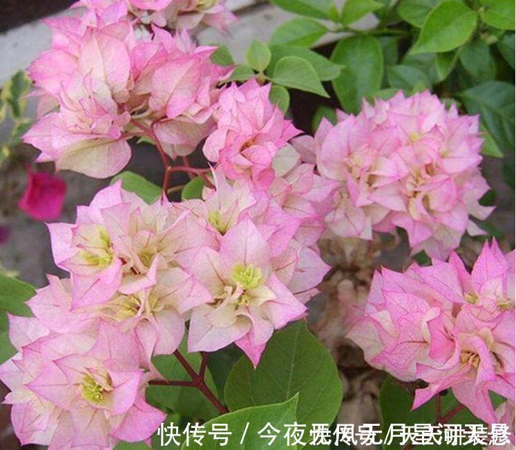 花量|超好养的几种花,花量超大的,一开就是200多天