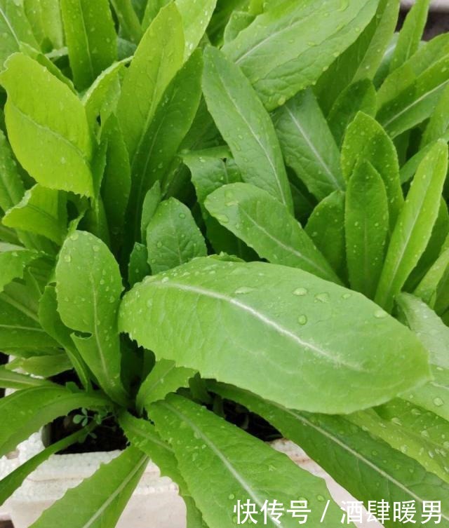 70岁的他，喜欢用“废品”养花种菜，月饼盒、泡沫箱都能用上！