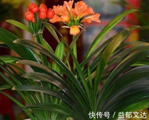 君子兰|君子兰什么时候换盆好？掐准时间，“憋”满花芽