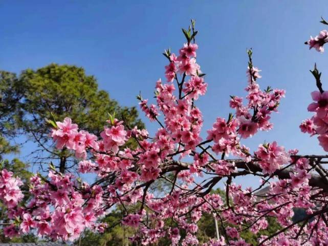 顺心|1月20日-2月1日诸事顺心,富贵满门,财路一路畅通的3大生肖