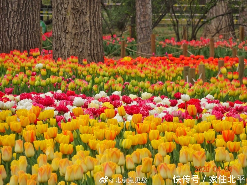 醉美花海！世界花后”正香飘京城，观赏面积超120000㎡！快去打卡