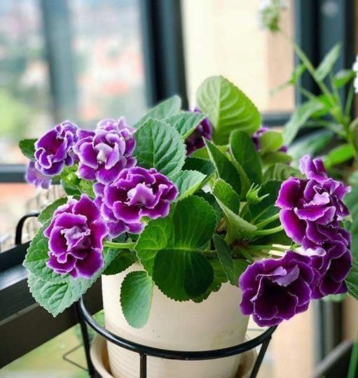 大岩桐有“3喜2怕”,新手了解掌握后,开花又大又多