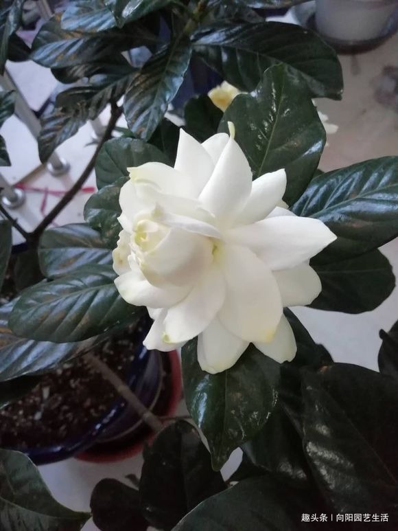 栀子花养爆开,学会“巧”用肥,浇“软水”,叶子墨绿,开花多