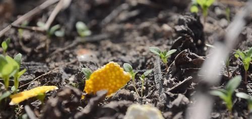 你家有吃剩下的橘子皮吗?放在卫生间特别实用,一年能省不少钱