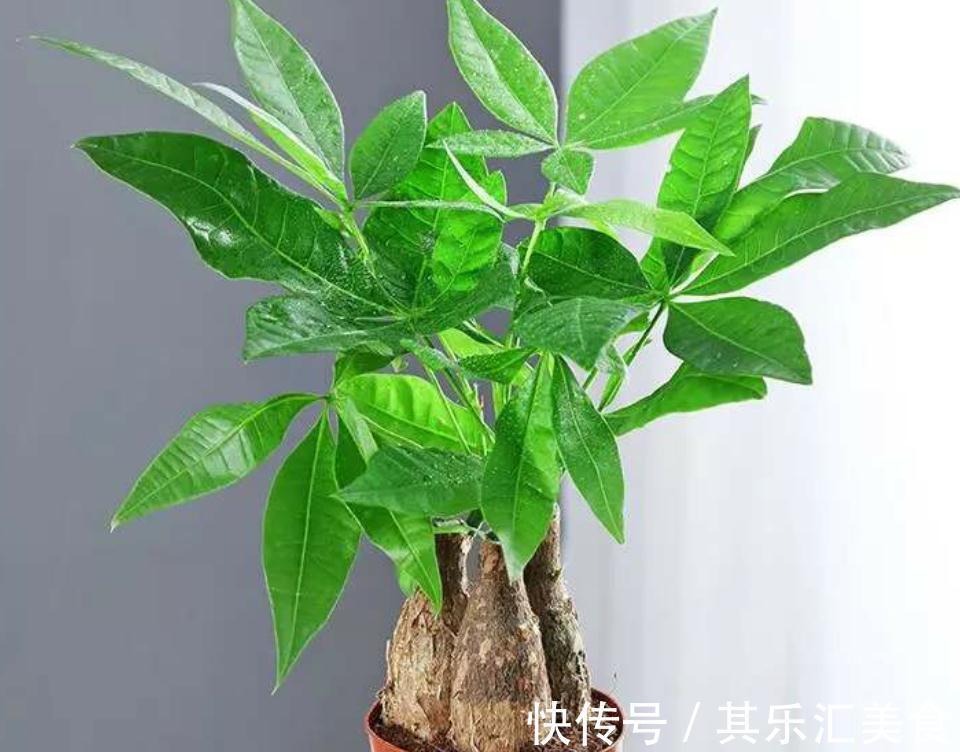 三种植物夏天爱黄叶，改善养殖方法，叶片绿，长势好