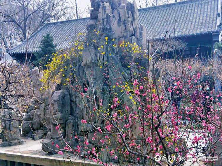 打卡济南趵突泉公园啦！感受节日里春的味道|就地过年?春在身边| 打卡济南趵突泉公园啦！感受节日里春的味道\＂,\＂i16\＂:\＂就地过年?春在身边