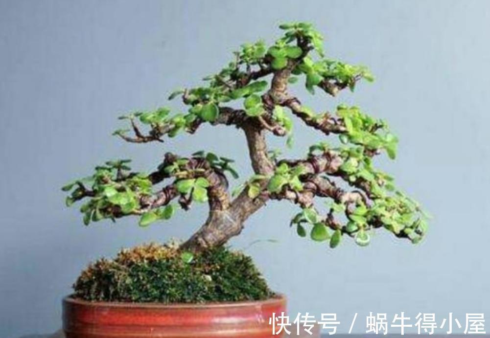 种树|家里养“2种树”,剪的越狠,长得越快,成老桩盆景