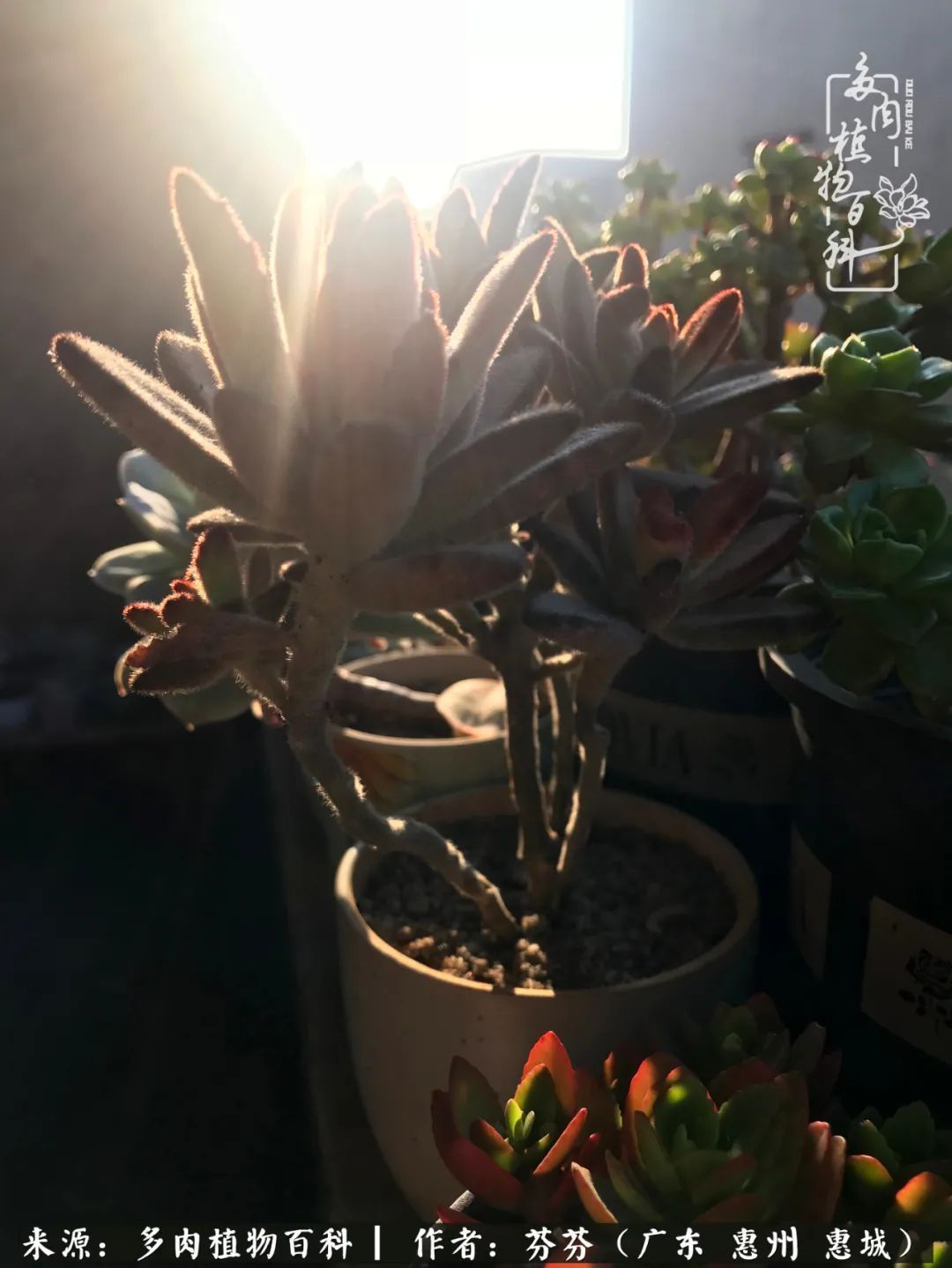 养花|一种爱好就是一种境界，养花养多肉可以培养一个人的心境！