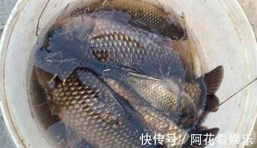 鲫鱼|手竿钓鲫鱼经常跑鱼,可以试着这样调整,让中鱼率飙升几倍