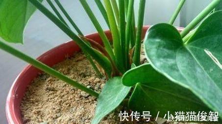 有机质|花盆满是小飞虫？不是大事，花盆撒把它，小虫死翘翘
