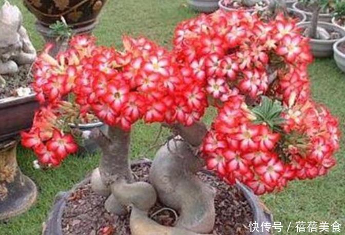 3种花冬季要“虐待”,最好一点水也不要浇,浇水反而会烂根!