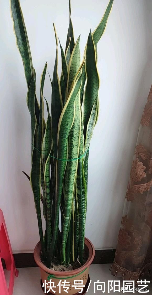 花土|超级好养的虎皮兰，20天浇一次水，新叶子猛蹿，长满花盆了