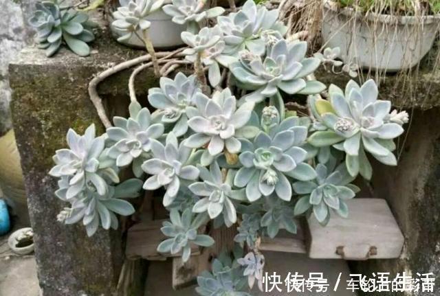 群生|多肉植物冬美人不休眠、可露养,2年就能养成群生的大老桩