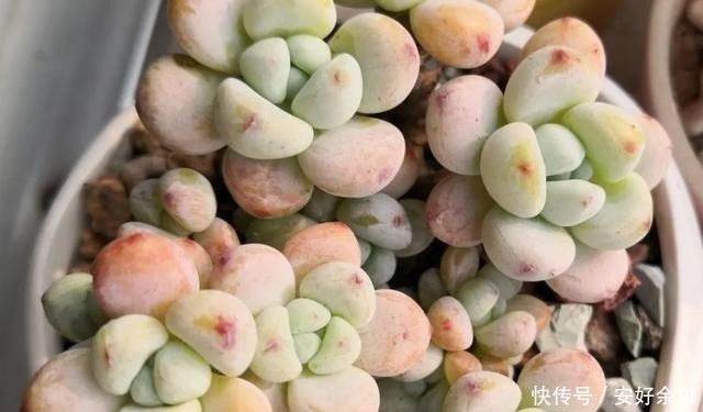 夏天多肉怎么浇水注意这4点，干爽适宜好度夏！