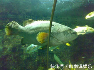 宝宝|宝宝多吃鱼会越来越聪明，但是最适合吃这几种，宝妈们不要选错哦