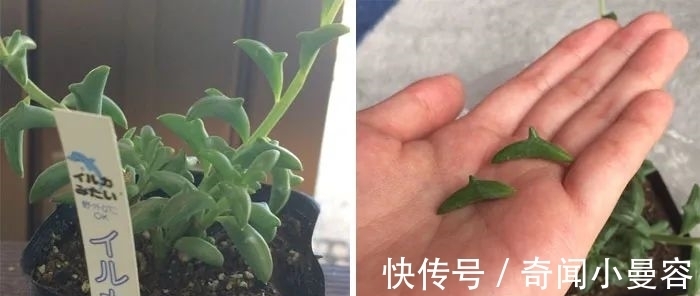 漂亮|20个难得一见的多肉植物,每一个都漂亮极了