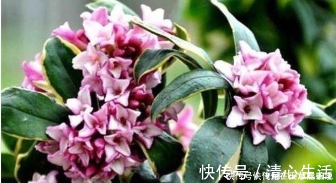 花香|最香的“4种花”,漂亮又好闻,全年开花不断,花开美观又大气