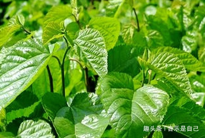 魔芋|担心老太快,4种食物离不开,改善肠胃,清肝明目,清理体内垃圾