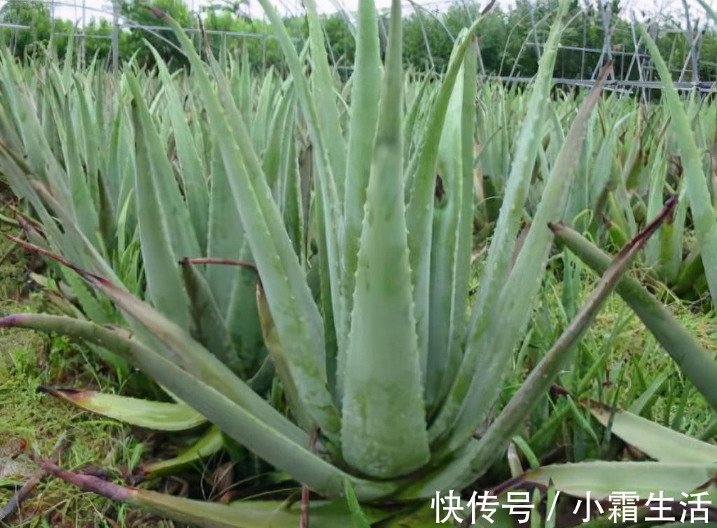 适合卧室养的6种花，好看又实用，养起来也很简单