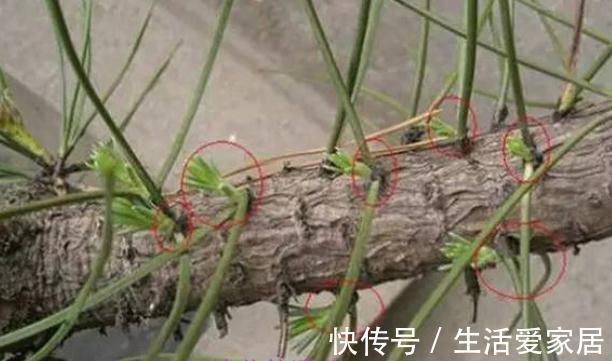 松针|玩盆景不玩松到老一场空,不懂造型,修剪,到老还是空空空