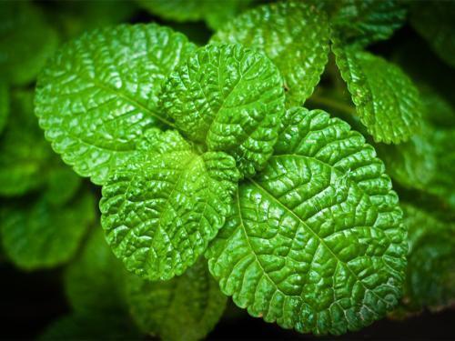 睡眠质量|女人养肝就是抗衰老,3种野菜,农村疯长,养肝护肝,肝好人年轻