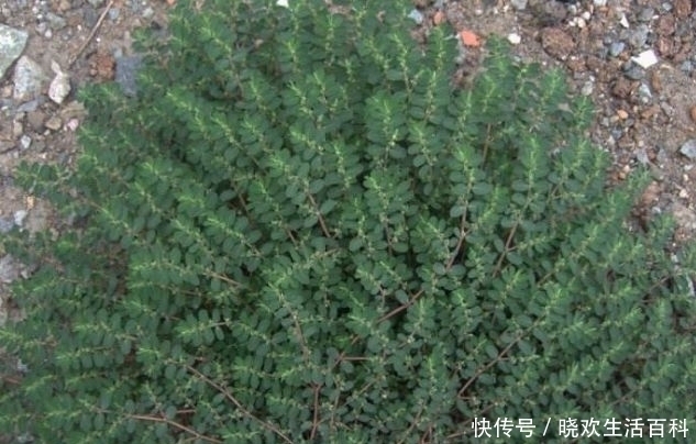 杂草|农村一种救命野草，以前被用来喂鸡，如今一斤28元，成稀罕货！