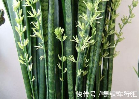 家养虎皮兰总是长不好，三个错误要避免，这样才能轻松长不停