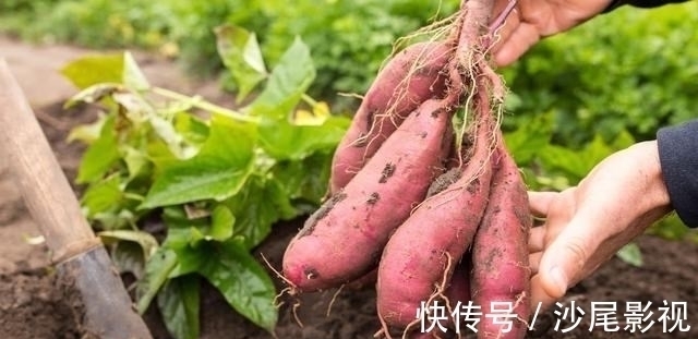 雪莲果|冬天别总吃大鱼大肉,多给家人吃“地下8宝”,补足营养过寒冬