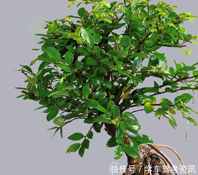 7种花,就得小盆养,盆越小水越少,长得更快!