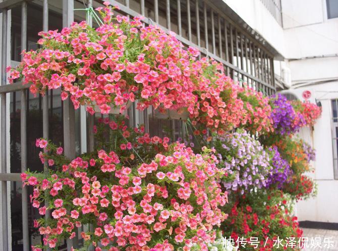 小铃|这种花堪称开花机器,随便一养就开出一大盆,阳台快装不下了!