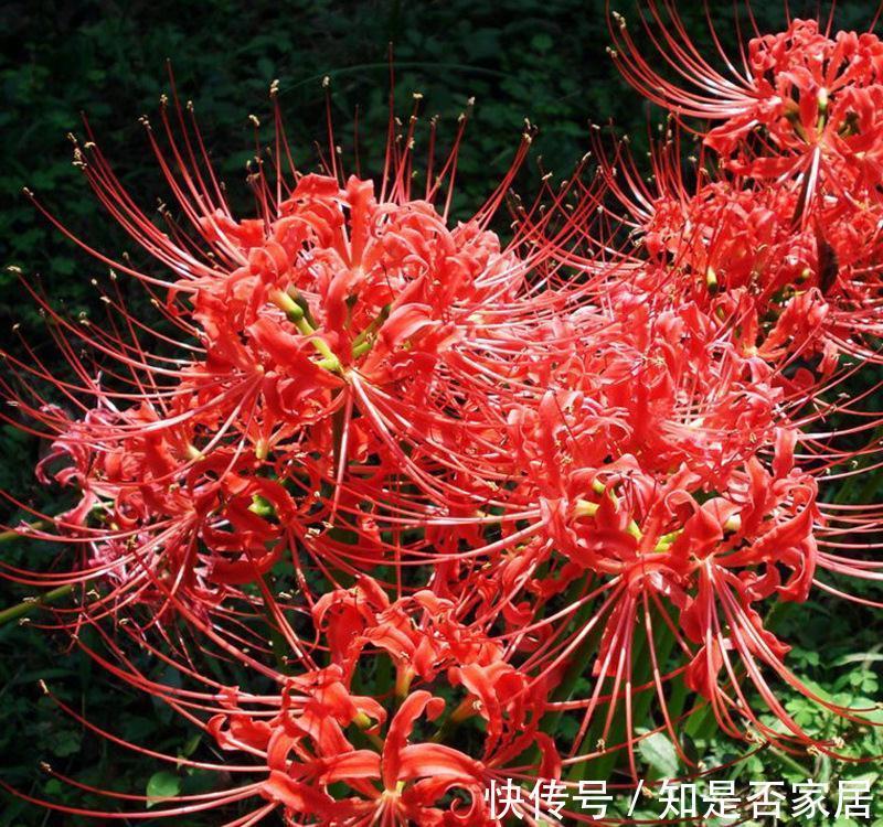 一种花不吉利,只敢看不敢养,又美又凄凉