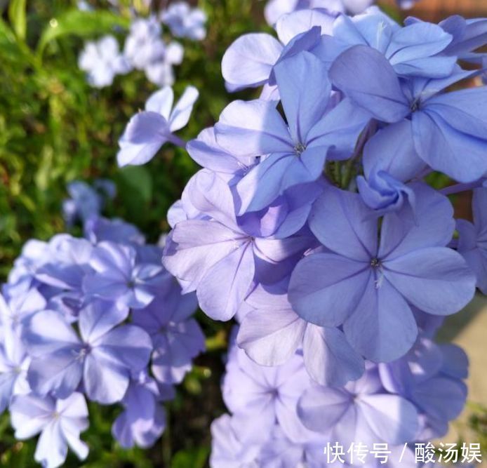 4种花“喜欢”晒太阳,越晒长得越旺,开花越多,1个月就爆盆