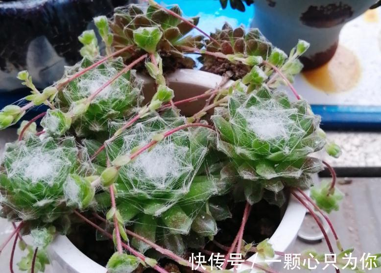 植株|养这4种多肉,冬天“冻一冻”,上色、群生反而更容易