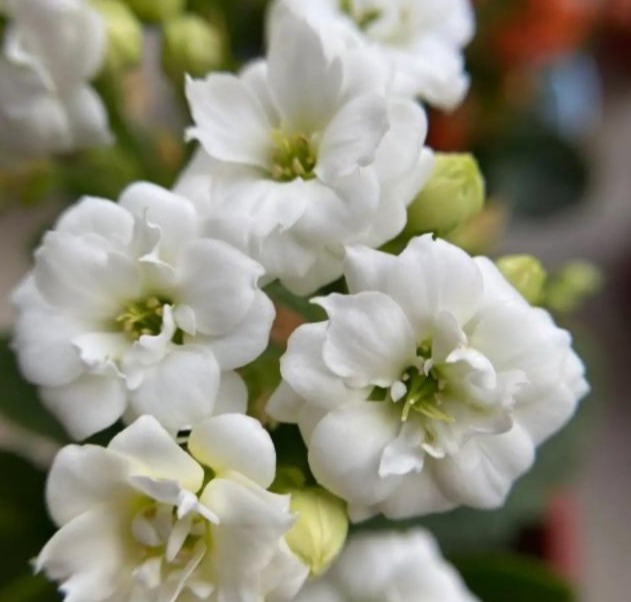 75个长寿花品种,一个比一个美,一起来认识一下吧!