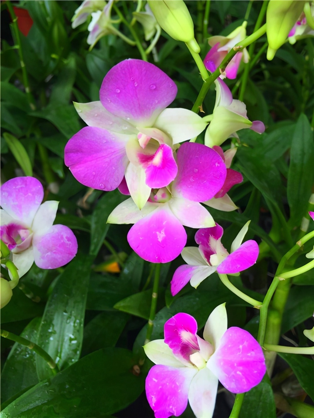 散光|5种耐阴花的日常养护,习性早知道,养花不求人