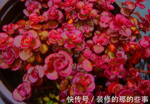 大饼|三伏天多肉易化水,停止“一动作”,否则易恶化,甚至摊大饼