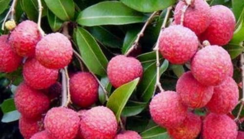 脑供血不足会露出破绽!常吃3种食物,软化血管,脑梗或许绕路走