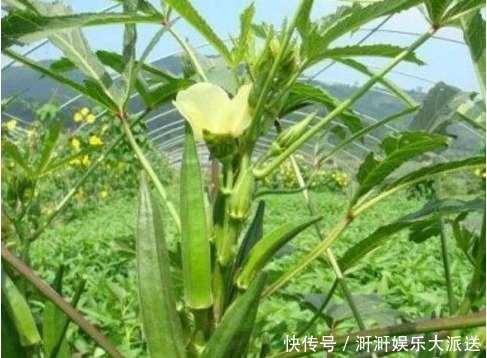 医生|医生提醒现在吃以下3种野菜，预防糖尿病，降胆固醇，抑制肿瘤
