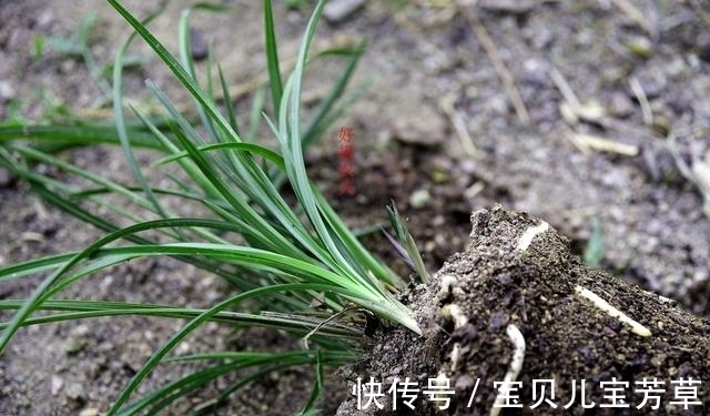 兰花喜酸还是喜碱？很多兰友虽明白，却都做错了