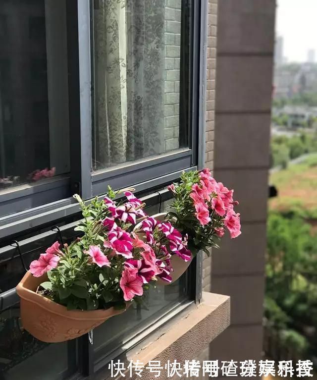 两个孩子的妈妈,利用空闲时间,在露台打造出一片花的海洋