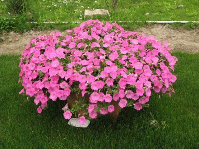 盆栽矮牵牛这么样长的快,花开的多,叶子绿油油的非常漂亮