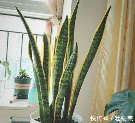 施肥|想要养好花，记住1句话，10种盆栽都能用，养1盆爆1盆！